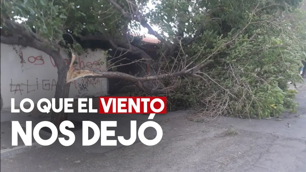 Lo que el viento nos dejó: árboles caídos, cables por el suelo y usuarios sin luz ni agua