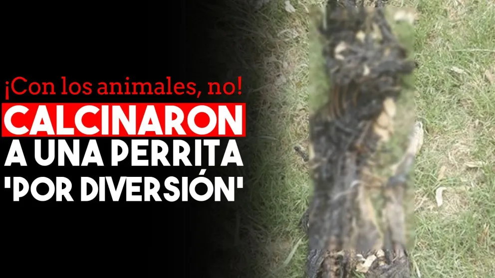 De terror: calcinaron a una perrita en Zonda