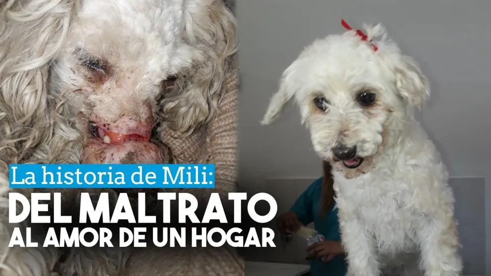 Sobrevivió al maltrato animal y ahora vive feliz con su nueva familia