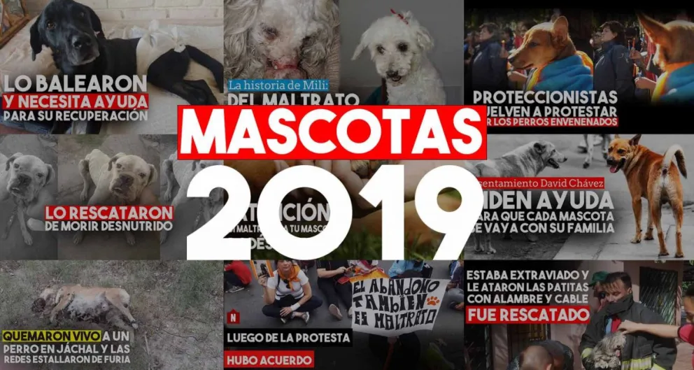 Anuario 2019: las notas más destacadas de la sección mascotas