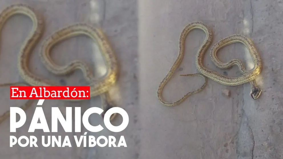 La aparición de una víbora causó pánico en Albardón