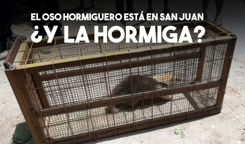 Rescataron a un oso melero en Valle Fértil