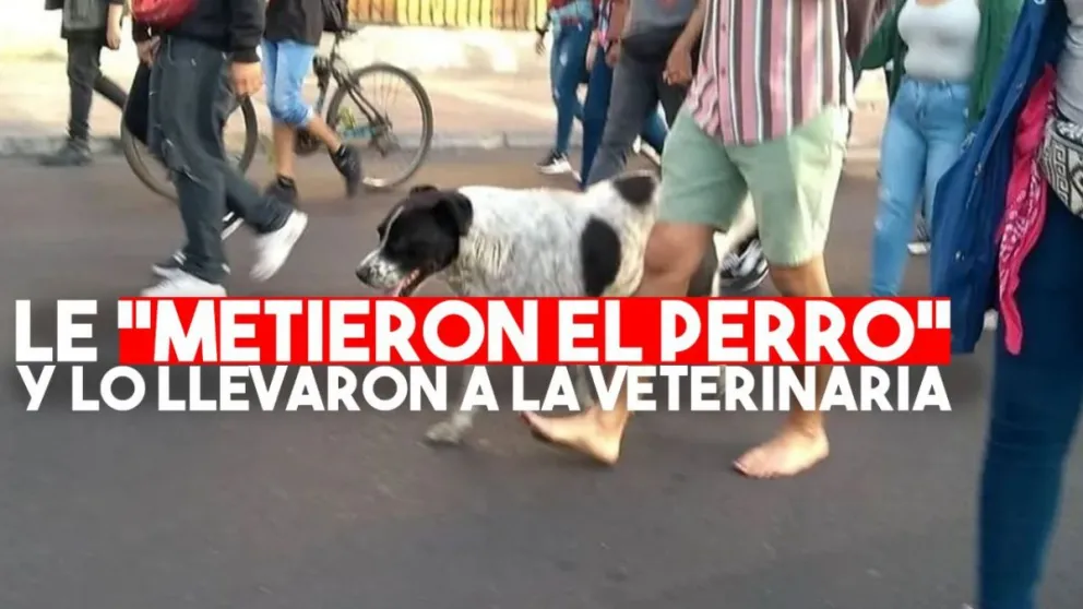 Con una marcha llevaron engañado a un perro a la veterinaria