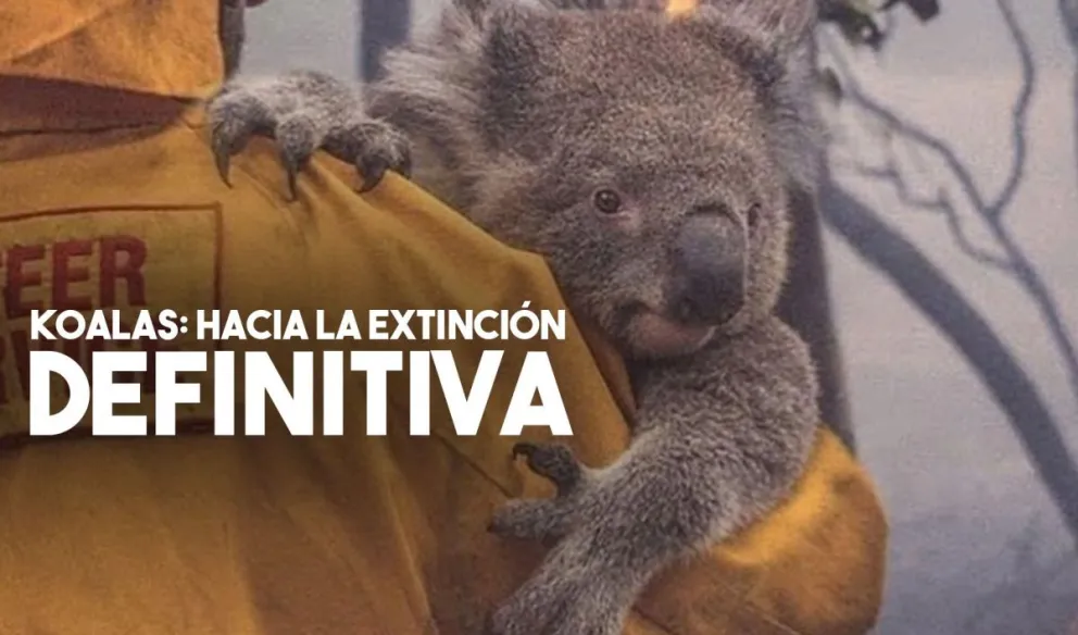 Al menos 25.000 koalas murieron en Australia y peligra la supervivencia de la especie