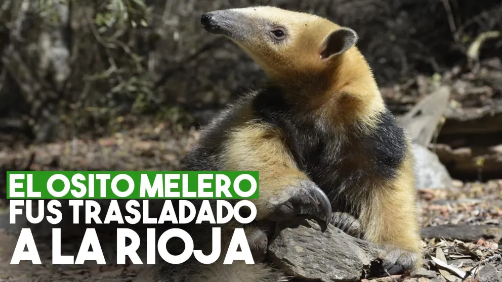 El oso melero encontrado en Valle Fértil fue trasladado a La Rioja