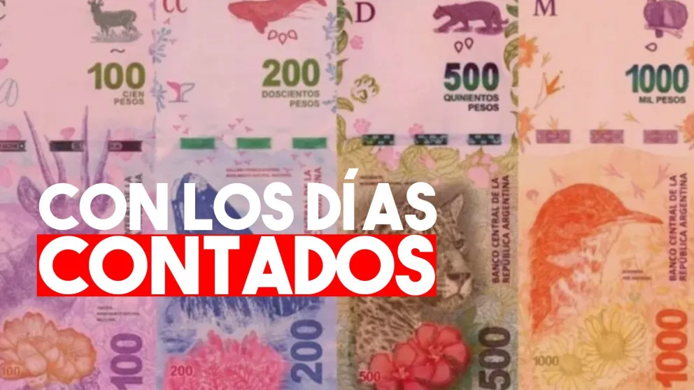 En seis meses habrá nuevos billetes: serán de mayor denominación y sin animales