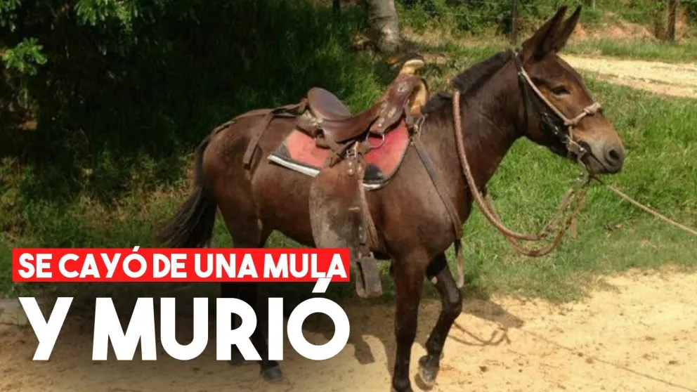 Un hombre murió tras caerse de una mula