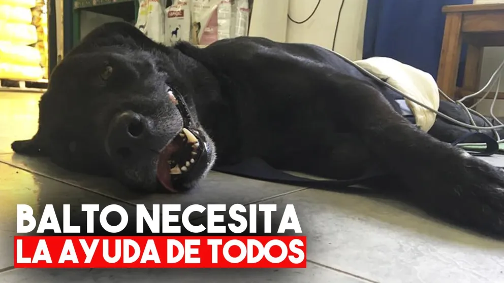 Venderán bonos contribución para ayudar a Balto y a otros perros rescatados de maltrato