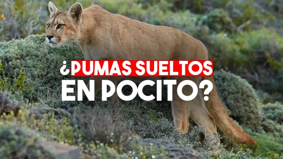Temor en Pocito por la posible presencia de pumas en la zona