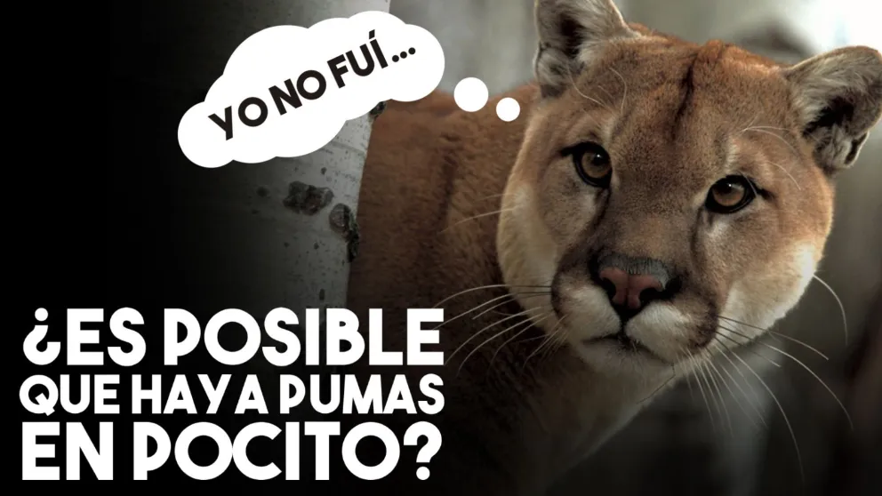 Desde Medio Ambiente desmienten que el video del puma en Pocito sea actual