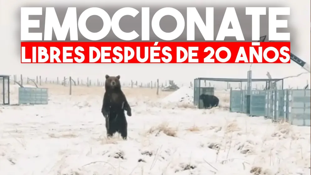 Así liberaban a los 10 osos que vivían enjaulados en el zoológico de Mendoza