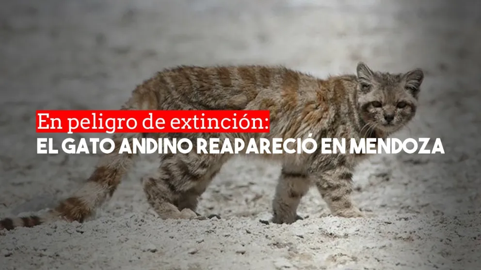Reapareció en Mendoza el animal más amenazado del continente