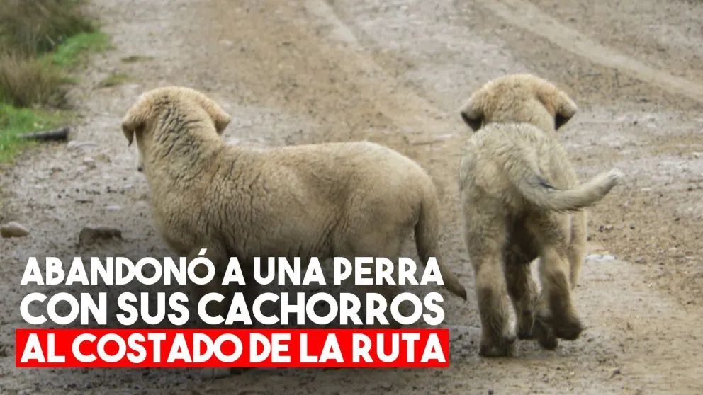 Abandonó a una perra con sus cachorros en la calle y fue escrachado en las redes