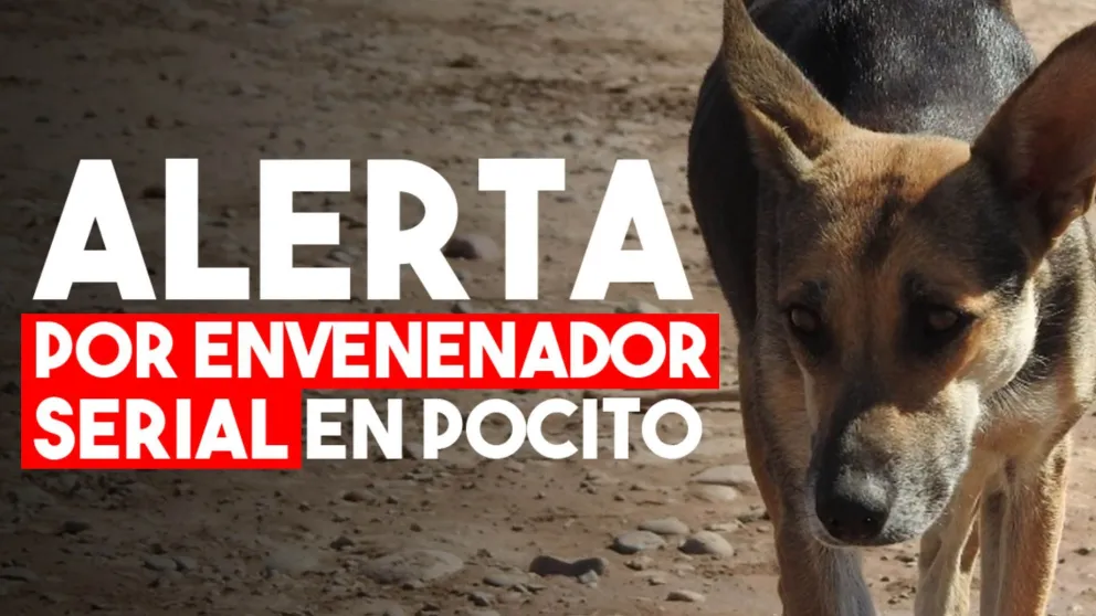 Alerta en Pocito por envenenamiento de mascotas