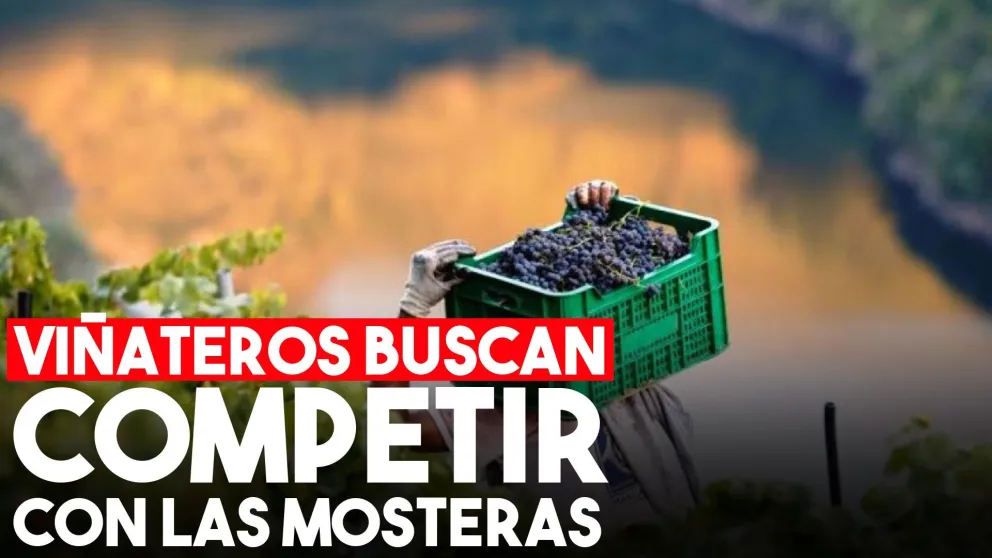 Viñateros insistirán en la actualización del precio de la uva y que se ajuste al valor del dólar