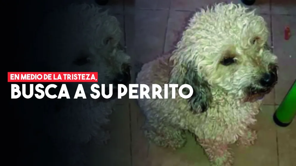 Perdió a su ahijado hace unos días y ahora desapareció su perrito