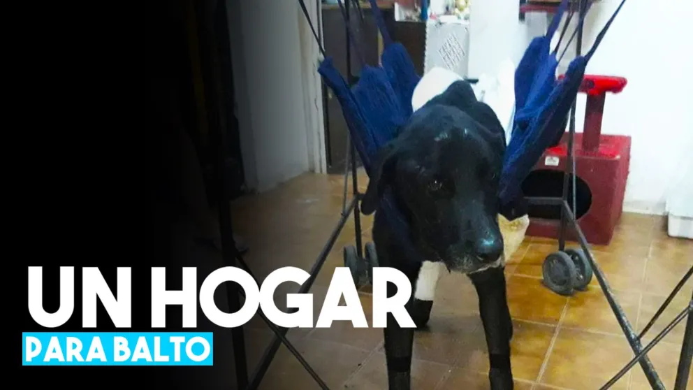 Fue baleado, lo rescataron y ahora necesita un hogar