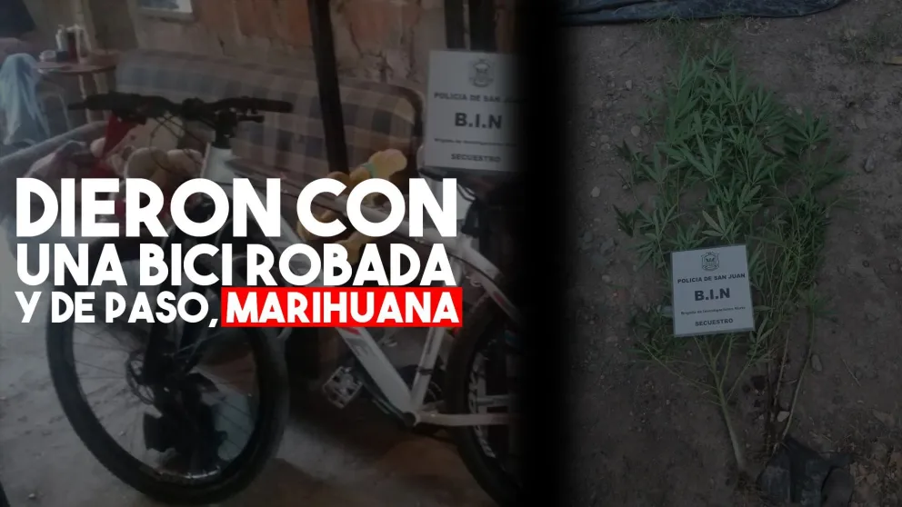 Fueron a buscar una bicicleta robada y se encontraron plantas de cannabis en Chimbas