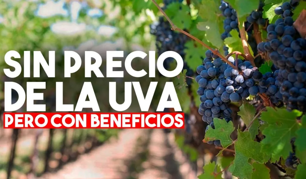 Viñateros tendrán fondos para créditos de cosecha y acarreo a tasa cero