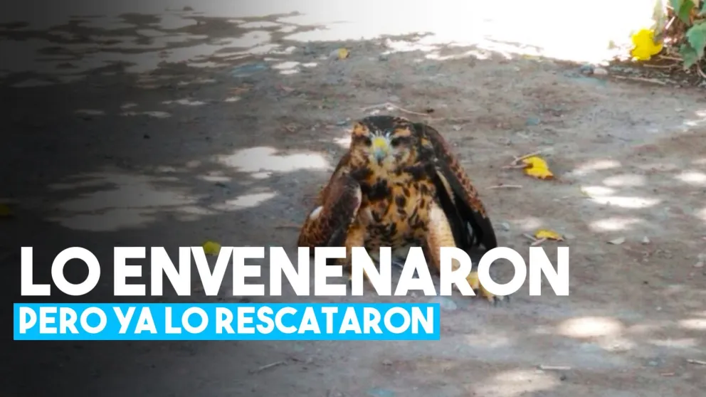 Rescataron a un gavilán que habían envenenado en Rivadavia