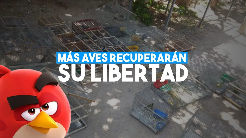 Más de 30 aves fueron recuperadas de cautiverios