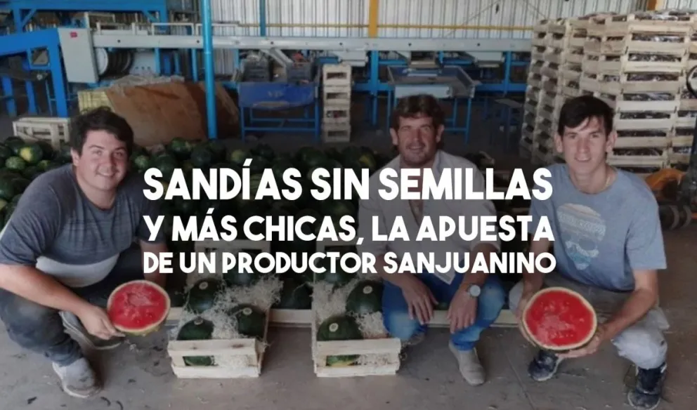 Sanjuaninos producen una sandía más pequeña y sin semillas