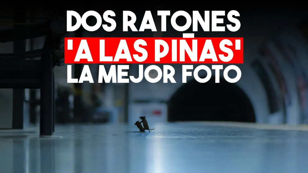 La sorprendente imagen de dos ratones "peleando" en el subte que ganó el voto popular en el concurso