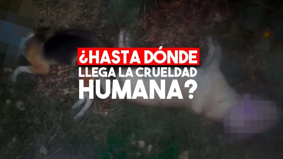 Una semana para el olvido: perros con bolsas en la cabeza y asesinados de manera cruel
