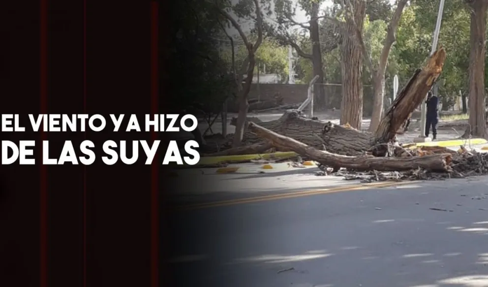 Un árbol cayó sobre media calzada y demoró el tránsito