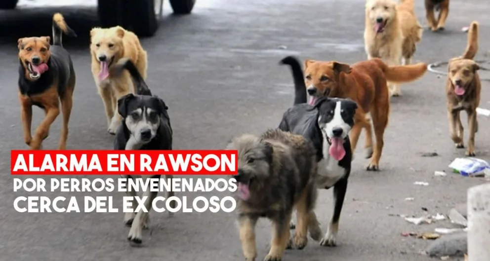 Tras el envenenamiento de perros en el ex Coloso, Rawson intensifica los controles