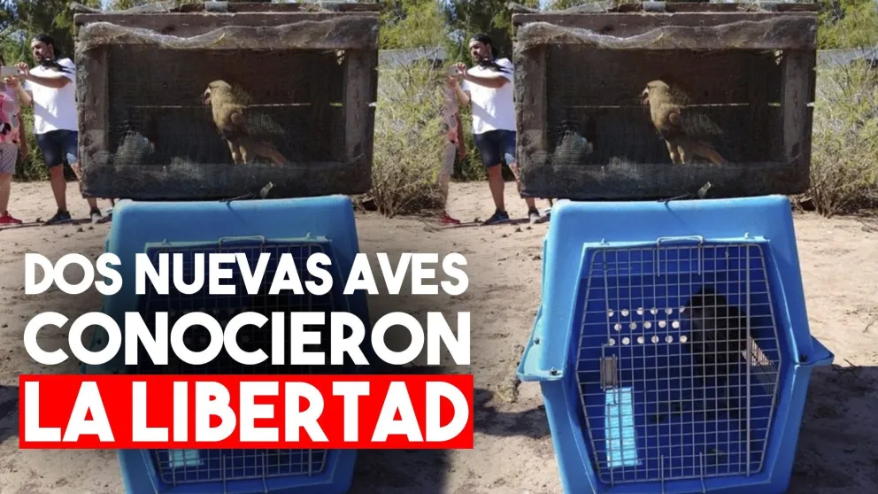 En el Día Mundial de la Vida Silvestre, Ambiente liberó dos aves rapaces