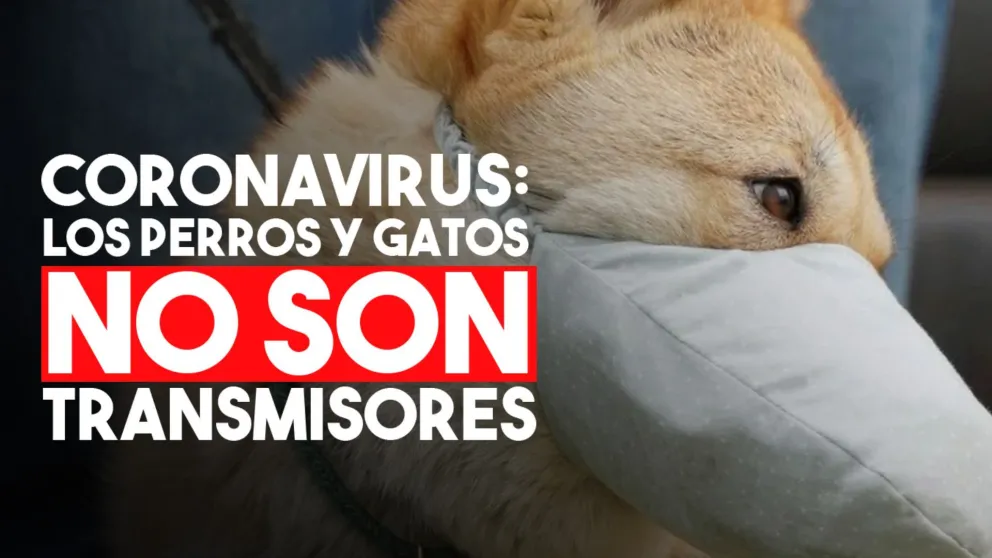 Coronavirus: los perros y gatos no pueden transmitir la enfermedad