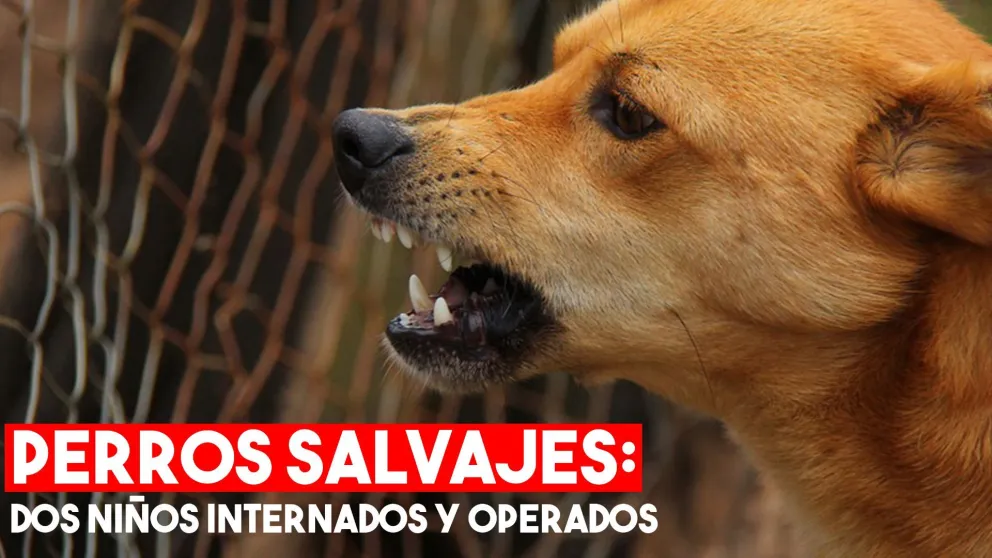 Un bebé y una nena fueron salvajemente mordidos por perros