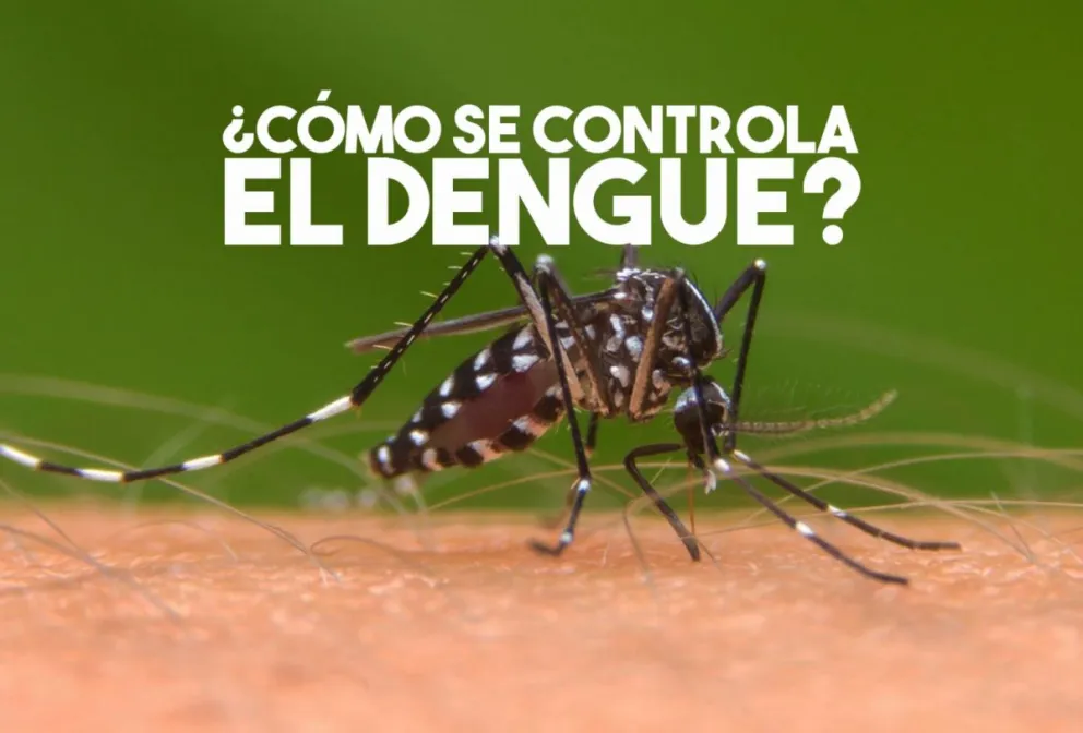 Así es el operativo de Salud Pública para eliminar el Dengue