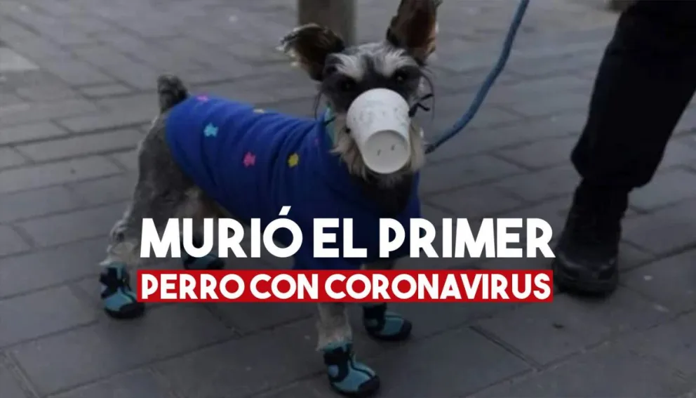 Murió el primer perro con coronavirus
