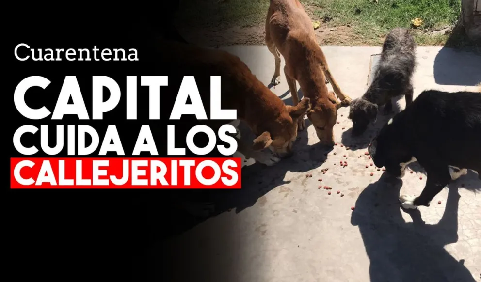 Los perros callejeros son asistidos por Capital en plena cuarentena