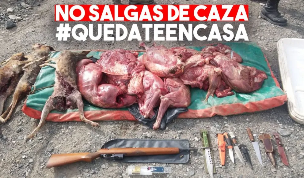 Detuvieron a 8 hombres con guanacos y liebres faenadas