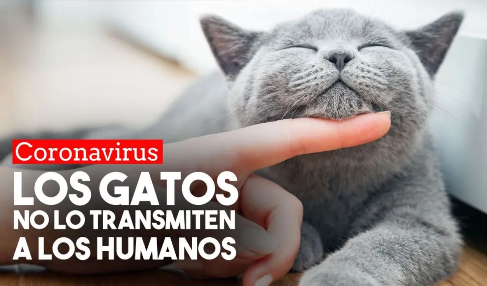 El Colegio Médico Veterinario aseguró que los animales domésticos no transmiten el Covid-19