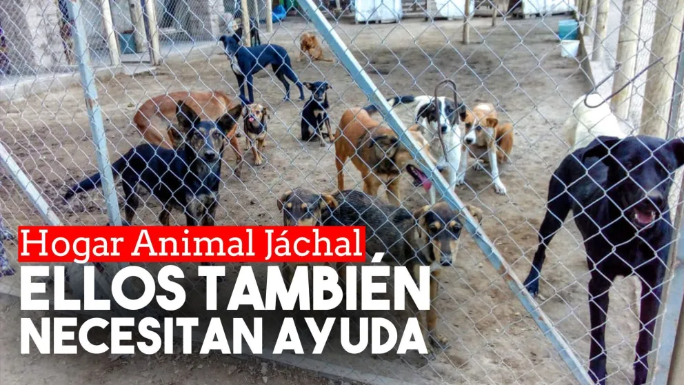 Por la crisis del coronavirus, un refugio de perros necesita colaboración