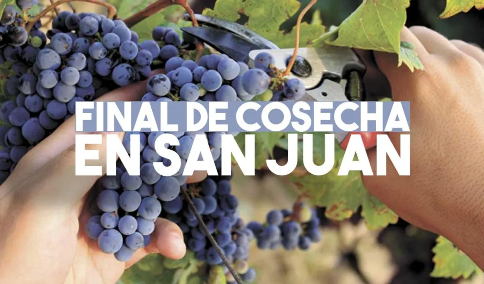 San Juan ya cosechó el 93% de uva y terminaría con la actividad de esta temporada