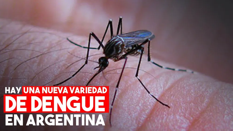 Alerta dengue: aumenta el riesgo por un nueva variedad que portan los mosquitos