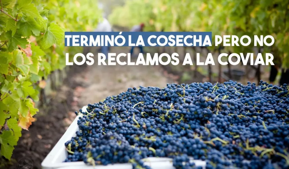 San Juan aportó cerca del 24% de la uva total que se cosechó en el país