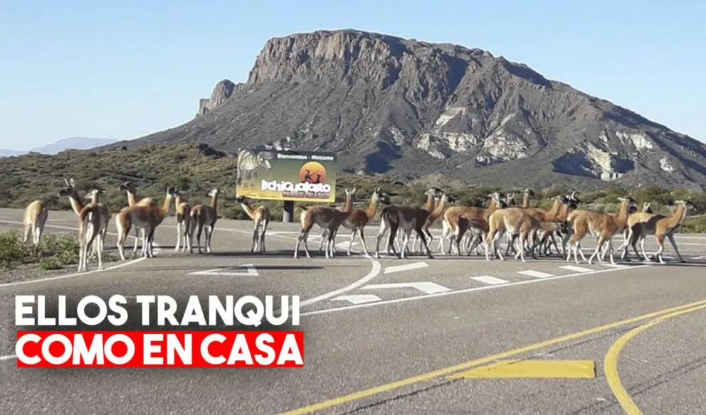 Se avistaron a varios guanacos en las rutas e ingresos al Parque Ischigualasto