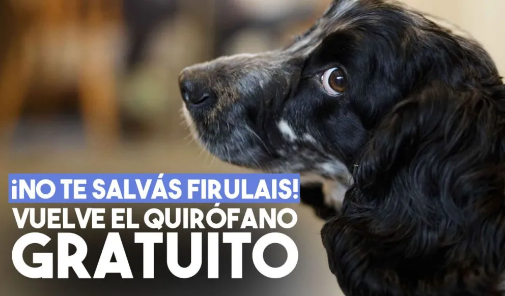 Vuelven los quirófanos de esterilización gratuita de mascotas