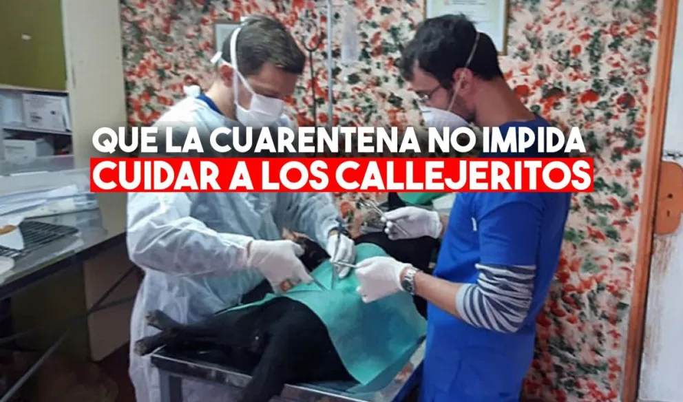 Comenzaron con las esterilizaciones de animales en situación de calle