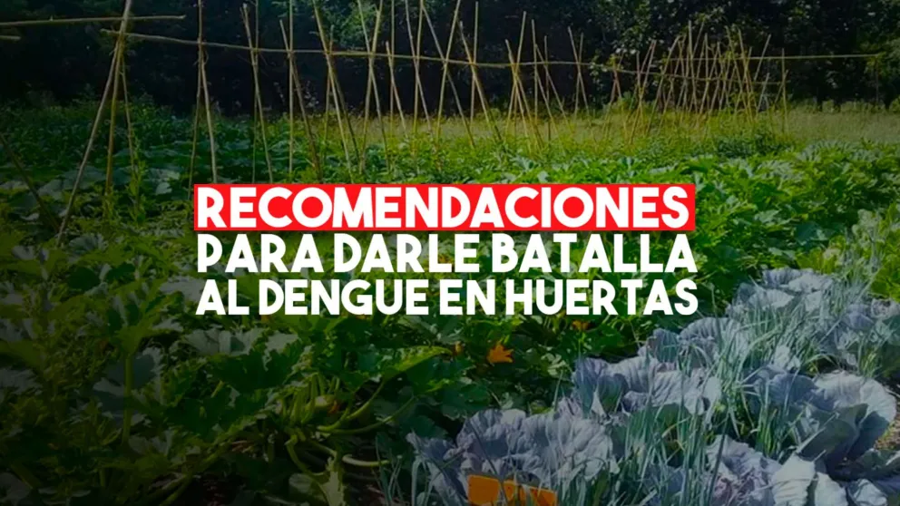 Pautas para evitar la propagación del dengue en huertas