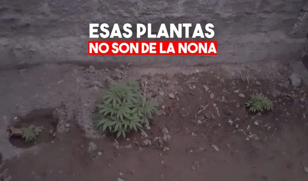 En un allanamiento se encontraron plantas y un ladrillo de marihuana