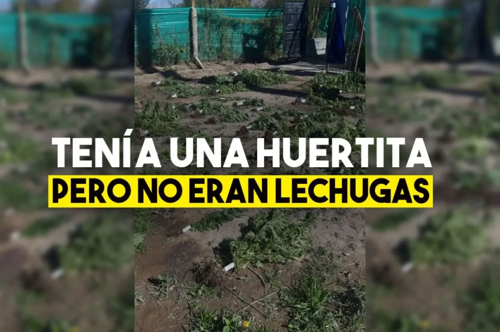Era buscado por violencia de género y le hallaron un vivero de marihuana