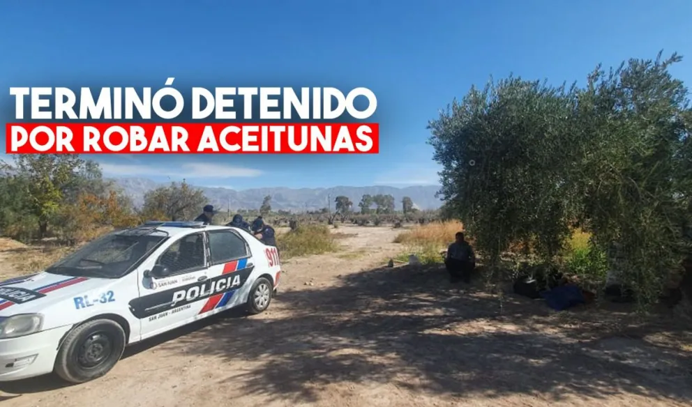 Detienen a un hombre mientras robaba aceitunas en una finca