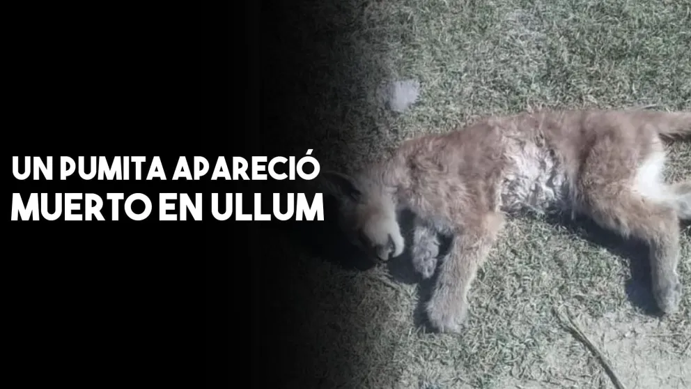 Triste: apareció un pumita muerto en el fondo de una casa